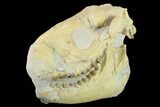Fossil Oreodont (Merycoidodon) Skull - Wyoming #134350-5